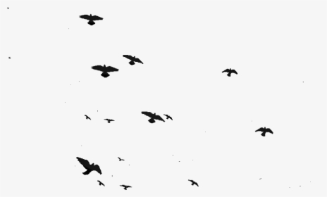 Transparent Flock Of Birds Silhouette Png - Flock, Png Download, Transparent PNG