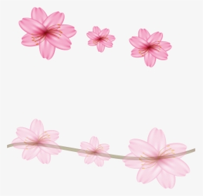 Transparent Sakura Petal Png - Clipart Cherry Blossom Flowers Png, Png Download, Transparent PNG