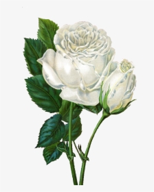 Rose Flower Animated Gif, HD Png Download, Transparent PNG