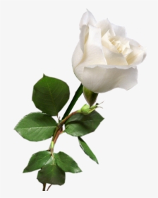 Rosa Blanca White Rose Png, White Roses, Red Roses, - Transparent Single White Rose, Png Download, Transparent PNG