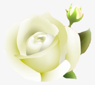 White Rose Png Clipart - Portable Network Graphics, Transparent Png, Transparent PNG