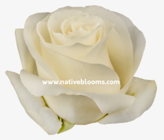 Image - Floribunda, HD Png Download, Transparent PNG