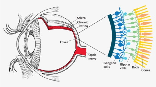 Optogenetics - Melanopsin In Eye, HD Png Download, Transparent PNG