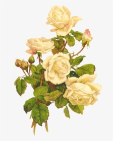 Yellow Roses Bumbdalebee - White Roses Vintage Png, Transparent Png, Transparent PNG