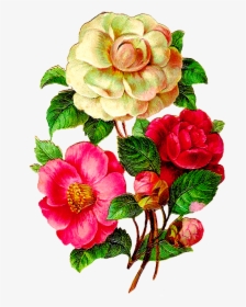 Transparent Vintage Floral Png - Vintage Flower Illustration Png, Png Download, Transparent PNG