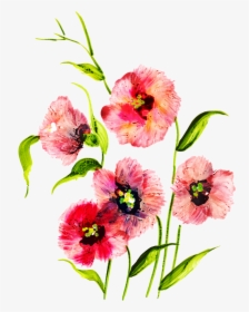 Sweet William, HD Png Download, Transparent PNG