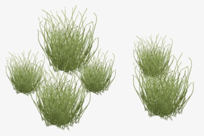 Desertgrass - Desert Plants Clipart, HD Png Download, Transparent PNG