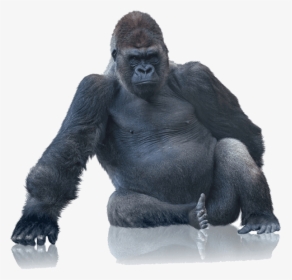 Tough Gorilla Boxes With Our Bubble Wrap - King Kong No Background, HD Png Download, Transparent PNG