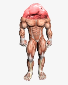 Surreal Memes Wiki - Bench Press Muscles, HD Png Download, Transparent PNG