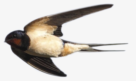 Swallow Png Image - European Swallow, Transparent Png, Transparent PNG