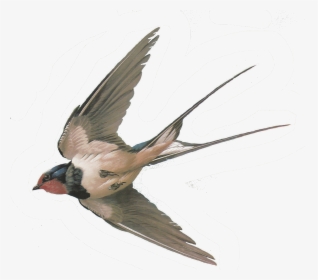 Swallow Png - Swallow Bird Transparent Background, Png Download, Transparent PNG