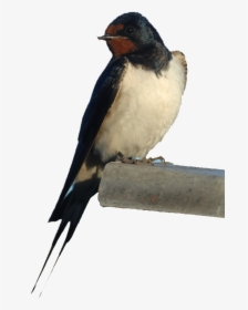 Download Barn Swallow Png Photos - Barn Swallow Bird Png, Transparent Png, Transparent PNG