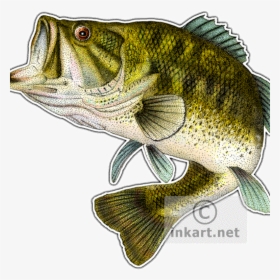 Transparent Gone Fishing Clipart - Bass Fish Png, Png Download, Transparent PNG