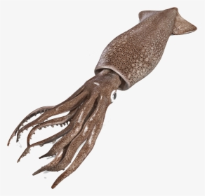 Squid Png Free Background - Squid Png, Transparent Png, Transparent PNG