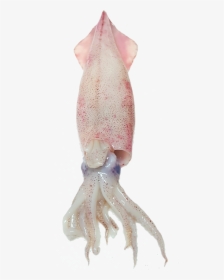 Squid Free Png Image - Transparent Squid, Png Download, Transparent PNG