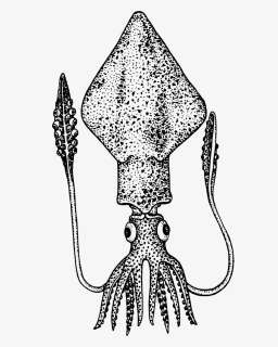 Squid - Colossal Squid Clipart, HD Png Download, Transparent PNG