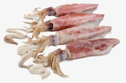 Squid Png Free Download - Fresh Squids, Transparent Png, Transparent PNG