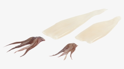 Tentacles Squid Tubes Cleaned, HD Png Download, Transparent PNG
