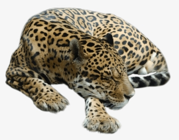 Cheetah Sleeping - Sleeping Cheetah Png, Transparent Png, Transparent PNG