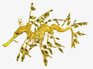Leafy Sea Dragon - Leafy Sea Dragon Illustration, HD Png Download, Transparent PNG