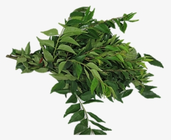 Transparent Curry Leaves Png, Png Download, Transparent PNG
