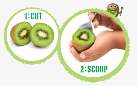 Right Way To Eat Kiwi Fruit, HD Png Download, Transparent PNG
