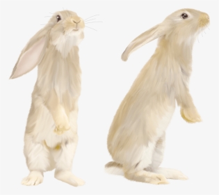 Cute Gray Rabbit Standing On His Feet Png Image - White Rabbit Standing Png, Transparent Png, Transparent PNG