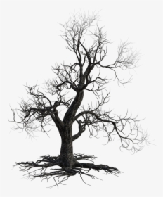 Dead Tree, Scary, Halloween, Nature, Autumn, Old - California Live Oak, HD Png Download, Transparent PNG