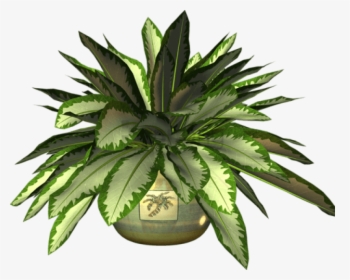 Ot Plant Clipart Botany - Agave Azul, HD Png Download, Transparent PNG