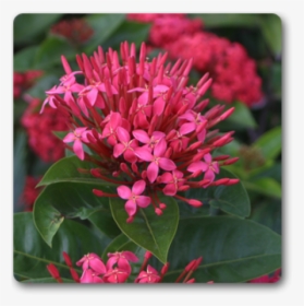 Clip Art Ixora Long Singapuri Pink - Pink Flower Ixora, HD Png Download, Transparent PNG