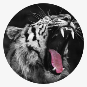 Fang Transparent Tumblr - Angry Tiger Images Hd, HD Png Download, Transparent PNG