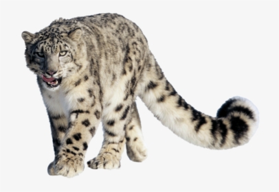Snow Leopard Hemis National Park, HD Png Download, Transparent PNG