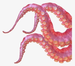Giant Pacific Octopus , Png Download - Octopus Tentacles Png, Transparent Png, Transparent PNG