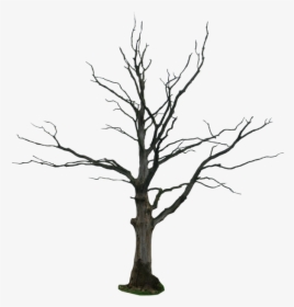 Dead Tree Png, Transparent Png, Transparent PNG