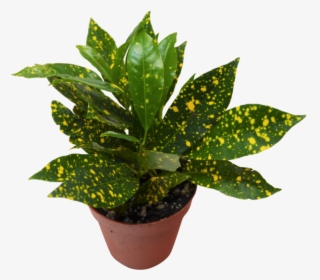 Gold Dust - Garden Croton, HD Png Download, Transparent PNG