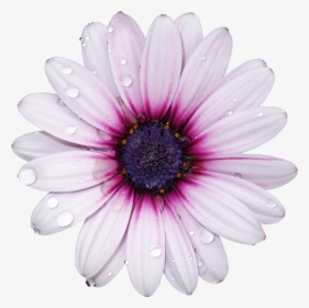 Flower With No Background, HD Png Download, Transparent PNG