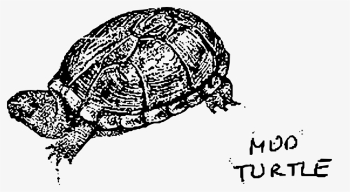Mud Turtle Clip Arts - Zołw Blotny Do Kolorowania, HD Png Download, Transparent PNG