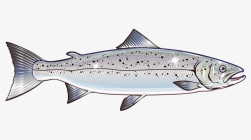 Salmon Vector Graphics Clip Art Stock Illustration - Salmon Vector, HD Png Download, Transparent PNG