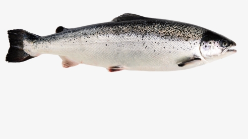 Transparent Salmon Png - Fishes Pictures With Names, Png Download, Transparent PNG
