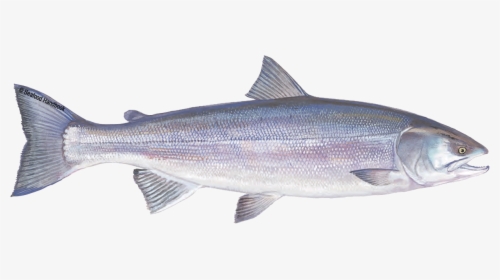 Salmon Fish Png, Transparent Png, Transparent PNG