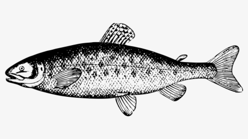 Salmon Clipart Black And White, HD Png Download, Transparent PNG