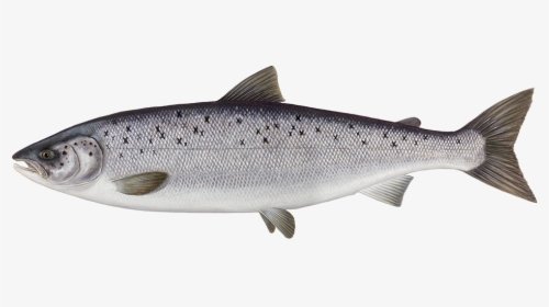 Fish Salmon And Tuna Png, Transparent Png, Transparent PNG