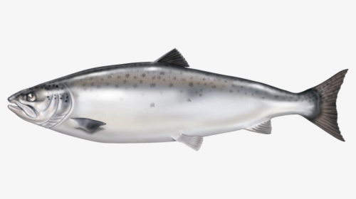 Atlantic Salmon From Norway Is Our Raw Material Base - Salmon Fish No Background, HD Png Download, Transparent PNG