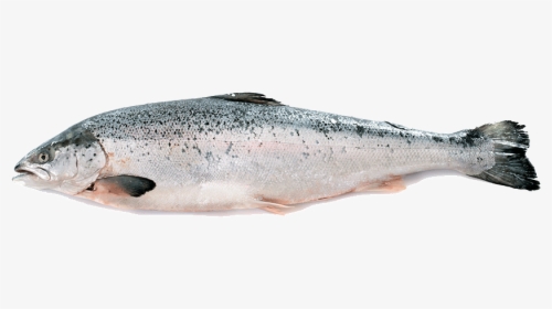 Oily-fish - Salmerino Trentino, HD Png Download, Transparent PNG