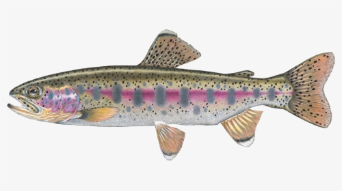 Salmon Cutthroat Trout Confluence Fly Shop Fall River - Rainbow Trout, HD Png Download, Transparent PNG