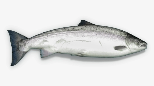 Salmon Clipart Milkfish - Trout, HD Png Download, Transparent PNG