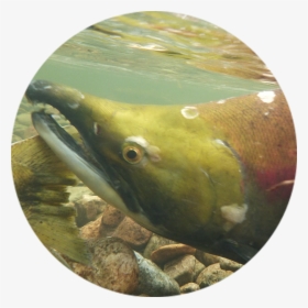 Chinook Salmon - Eel, HD Png Download, Transparent PNG
