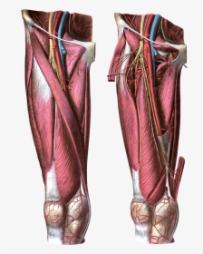 Anterior View Of The Thigh - Femoral Artery, HD Png Download, Transparent PNG