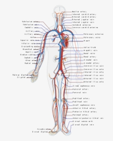 Circulatory System En - Circulatory System Diagram, HD Png Download, Transparent PNG