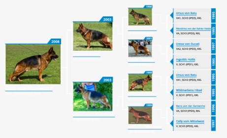 Stud Dog Va1 Odin Vom Mittelwest - Old German Shepherd Dog, HD Png Download, Transparent PNG